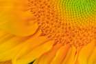 USA, Indiana, Carmel. Close-up of sunflower. Art Print